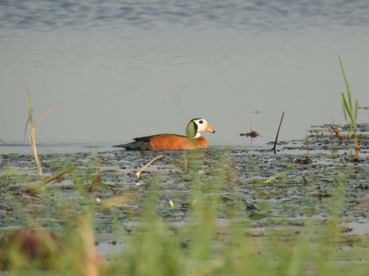 Caprivi Mutoya Lodge And Campsite Катіма-Муліло Екстер'єр фото